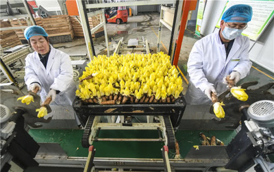 河北霸州:菊苣订单生产忙